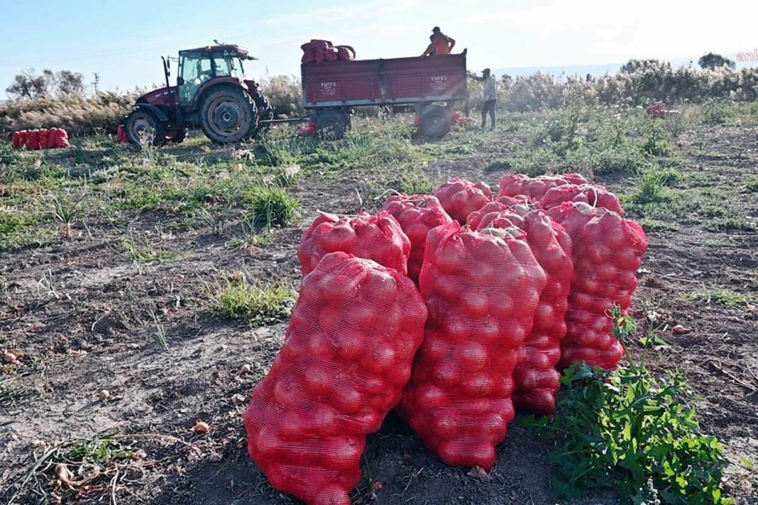 Üreticiye soğan şoku: Tonlarcası depolara kaldırılıyor! Bu kez de fazla üretim başlarına dert oldu 9
